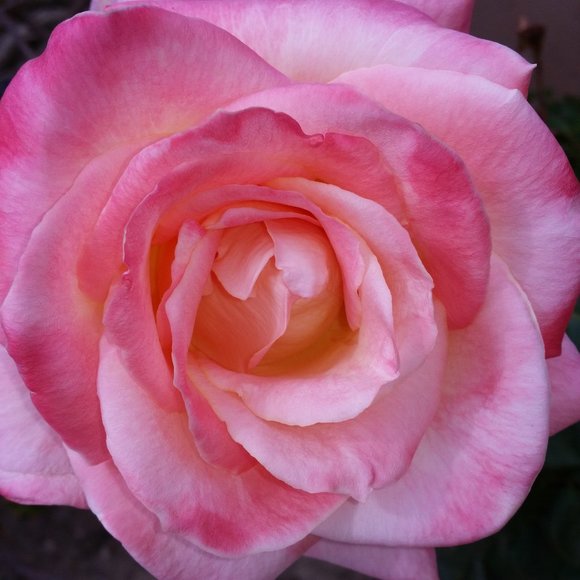 Meet your Posher, Posh - Picture 2 of 10